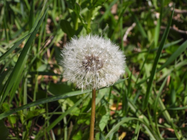 蒲公英白色花朵