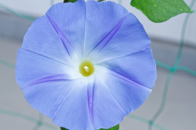 牵牛花蓝色花朵
