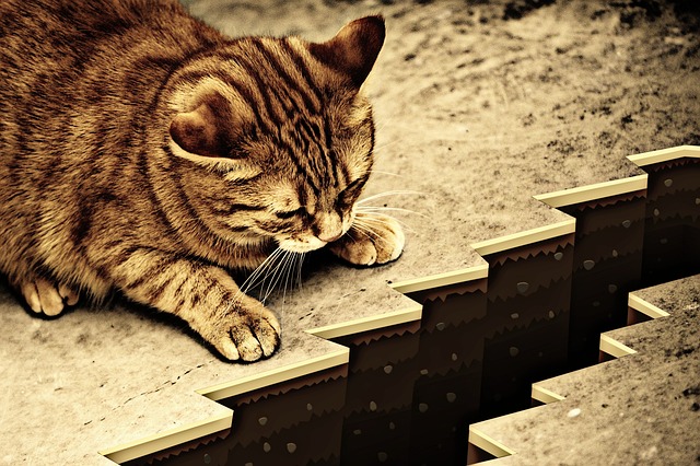 猫棕褐色深渊警告危险