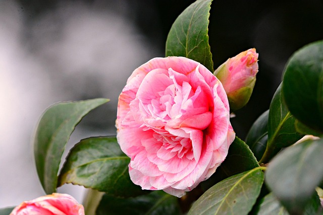 山茶花植物花瓣