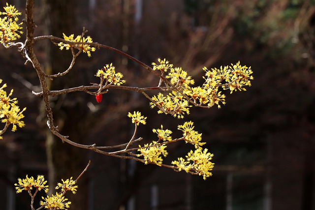 春花自然花