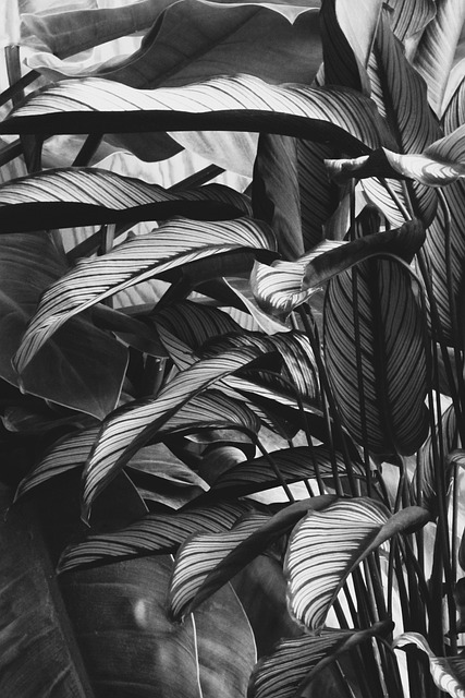 卡拉塔斯树叶植物叶子