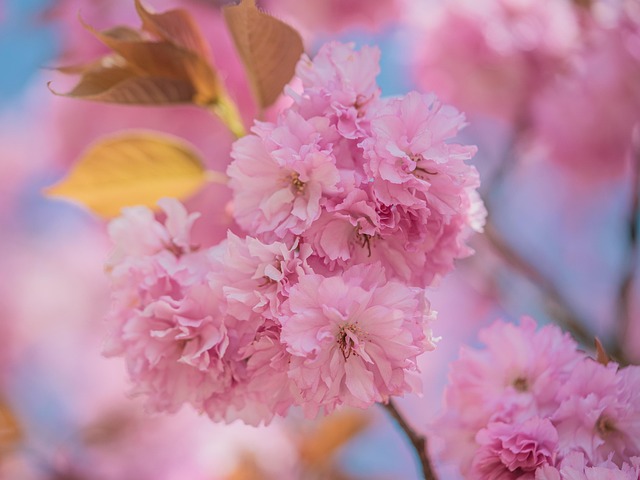 樱花日本樱花