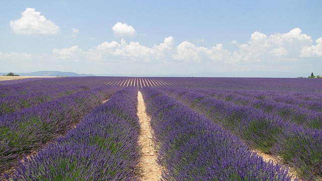薰衣草花薰衣草valensole