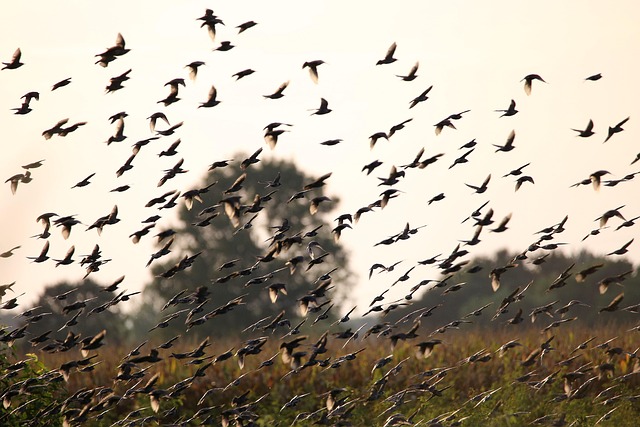 鸟椋鸟飞翔的鸟