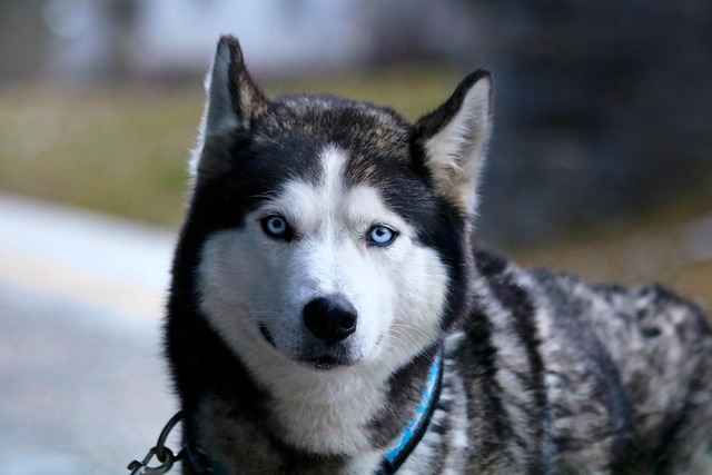哈士奇犬冬季观兽首