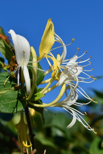 花香忍冬开花植物