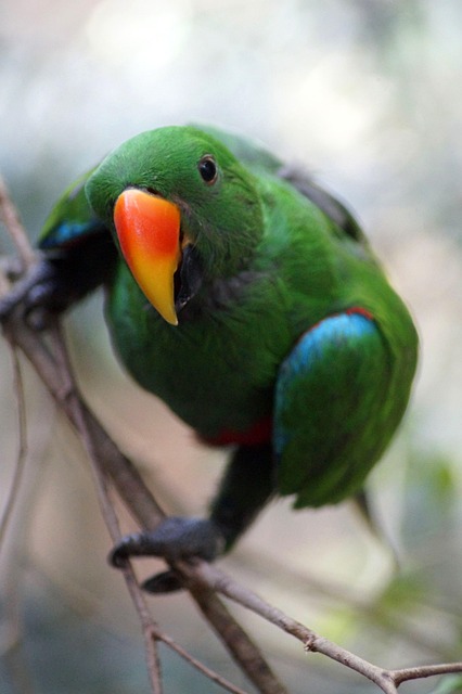 鹦鹉鸟动物羽毛