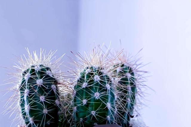 仙人掌室内多刺植物