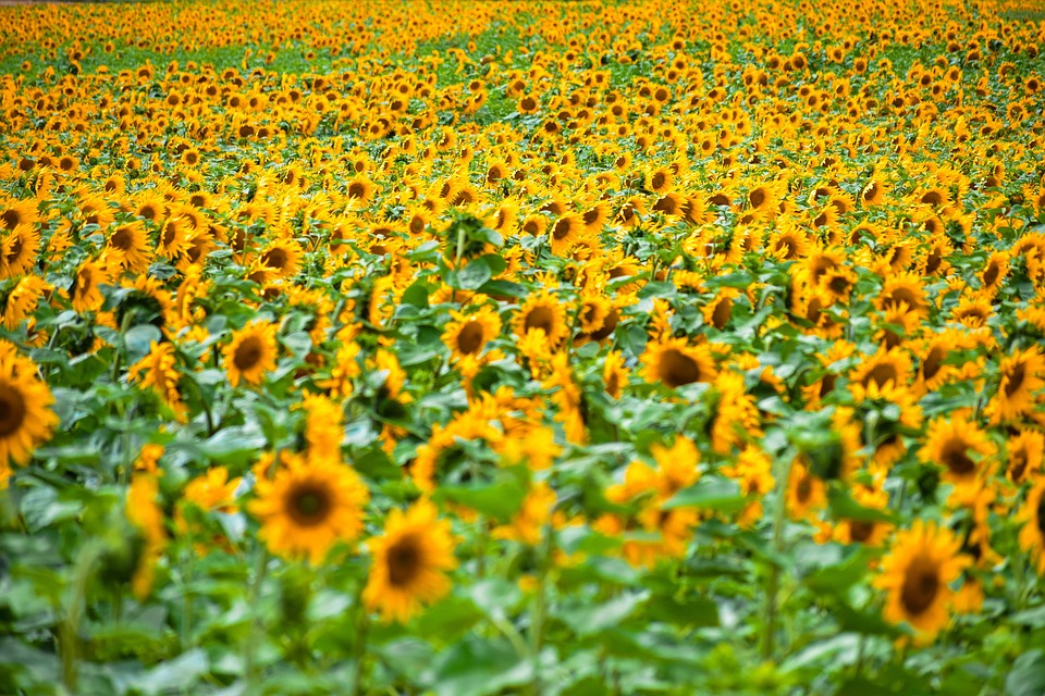 夏日阳光场景观场