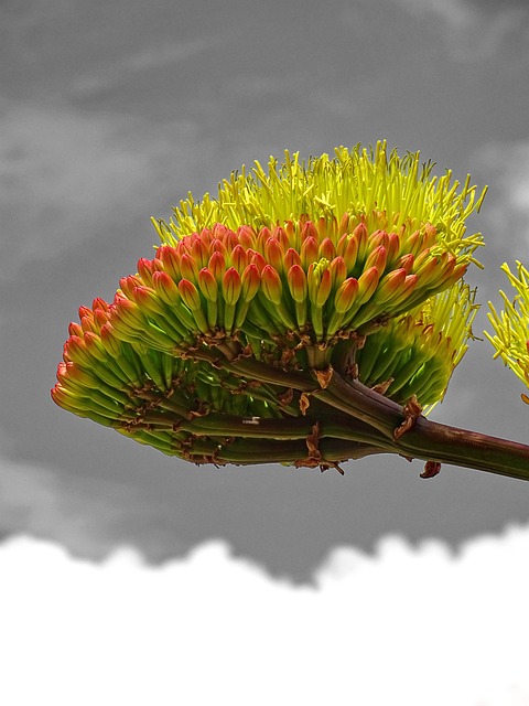 龙舌兰非洲色键荒野