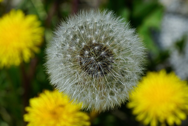 蒲公英籽头植物花