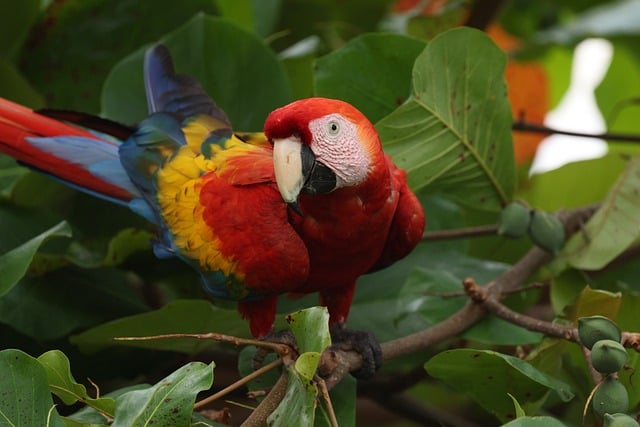 猩红色金刚鹦鹉自然鸟