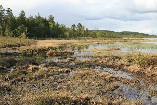 沼泽草树拉普兰自然