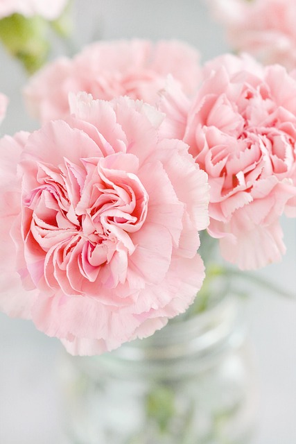 丁香花花瓣粉红色