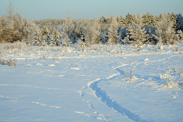 树木雪地步道漫步