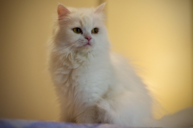 猫动物小猫家畜