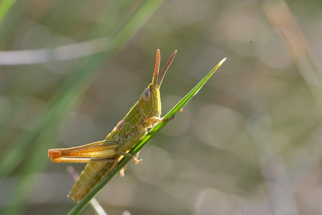 昆虫蚱蜢昆虫学