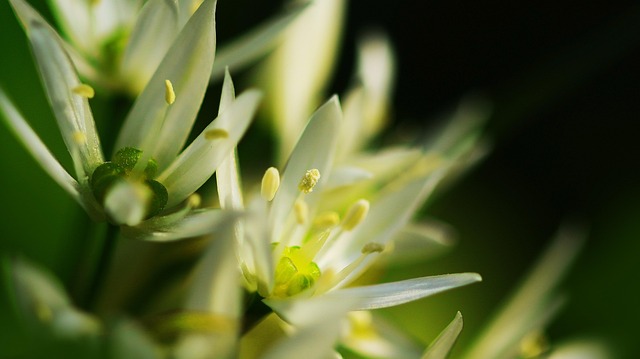 野生大蒜植物春汤烹饪