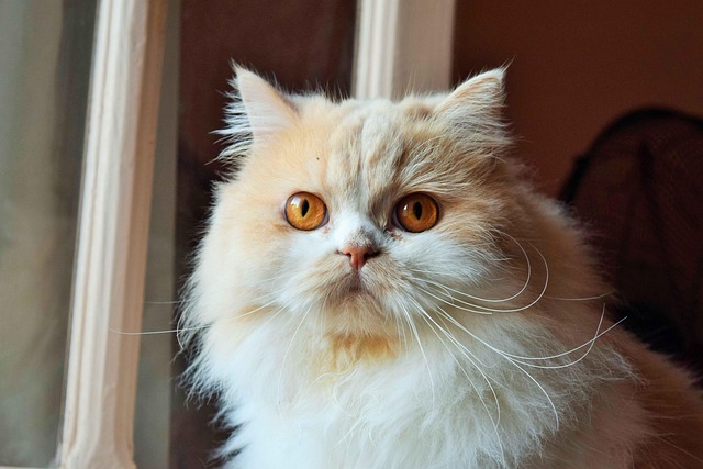 猫宠物眼睛脸窗动物