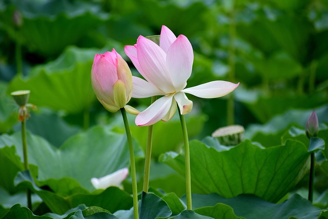 花莲花花瓣叶子大自然