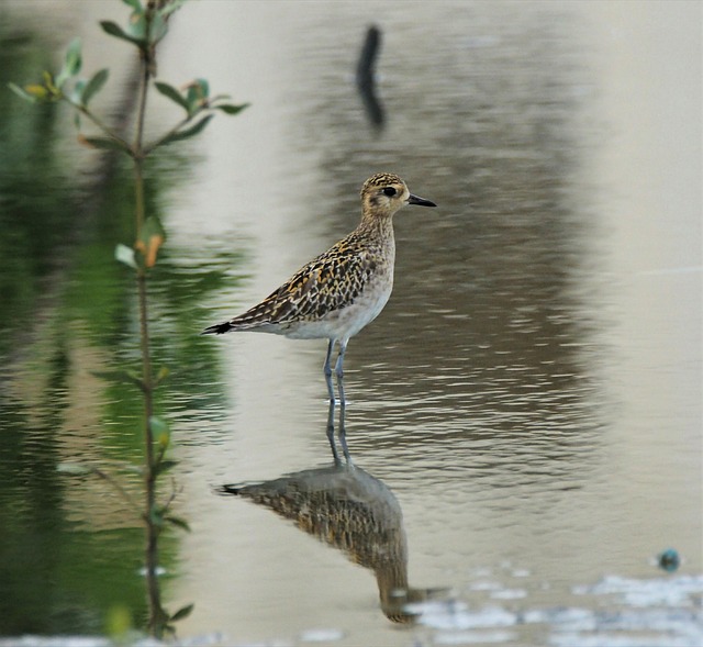 鸟类野生动物自然沼泽