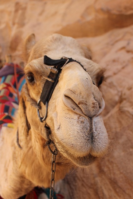 单峰沙漠约旦撒哈拉