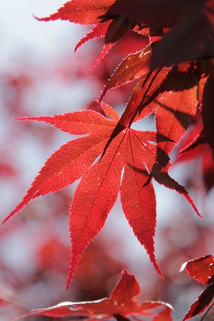 枫叶红枫
