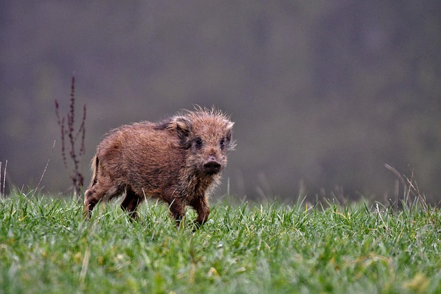 野猪、野生灌丛哺乳动物