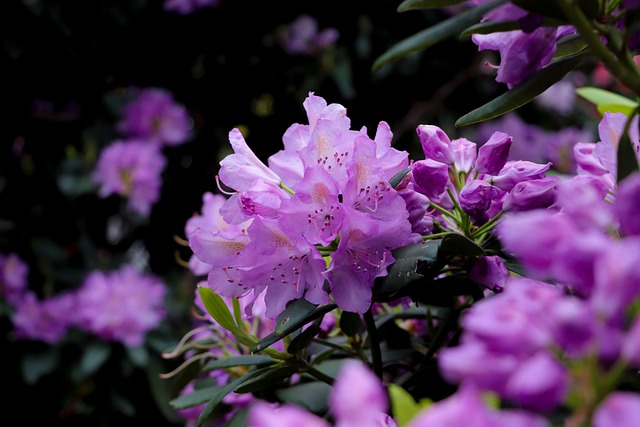 杜鹃花紫色花朵