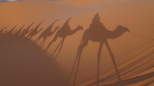 沙漠骆驼影