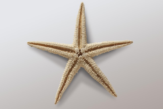 海星类棘皮动物海