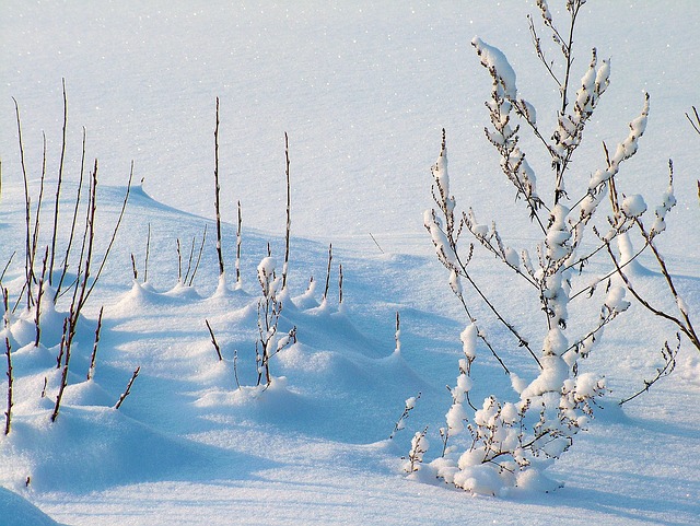 冬季霜雪植物