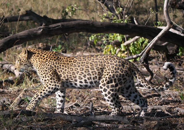 非洲豹狩猎动物