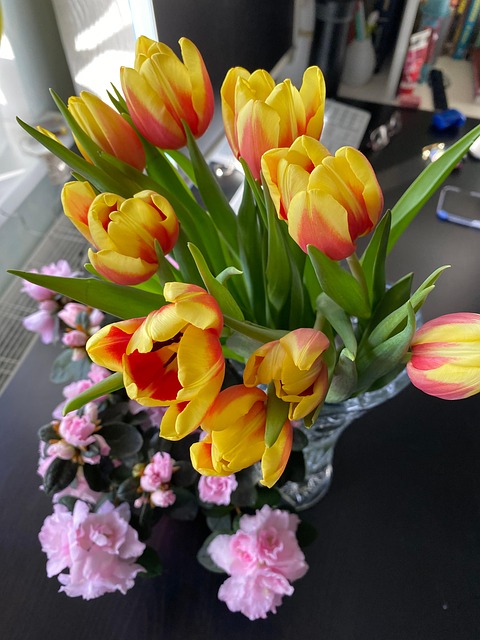 郁金香花束植物