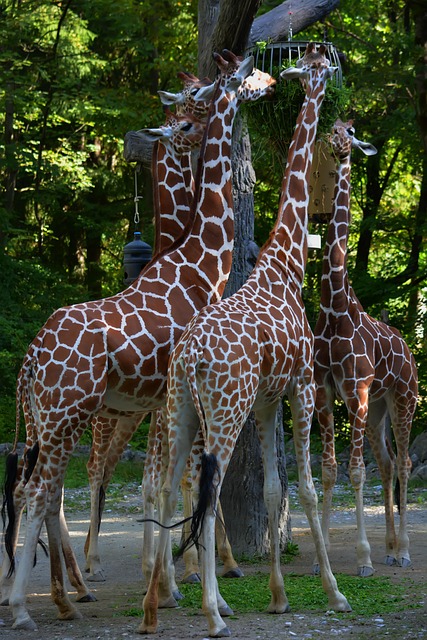 长颈鹿吃动物园的草食