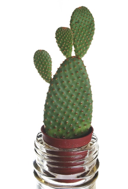 仙人掌植物花绿色指甲