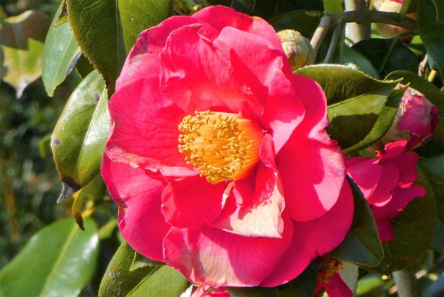 山茶花花瓣