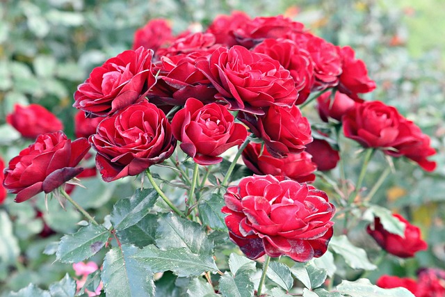 花玫瑰花瓣芽叶