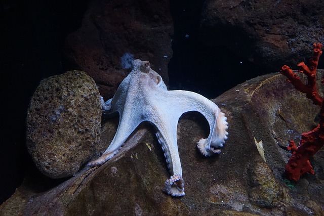 水族馆白化章鱼触手