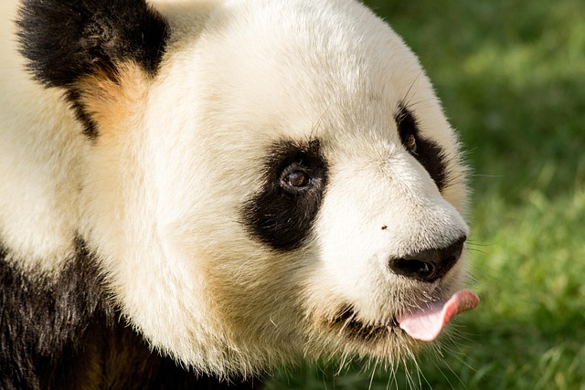 熊猫可爱熊哺乳动物自然