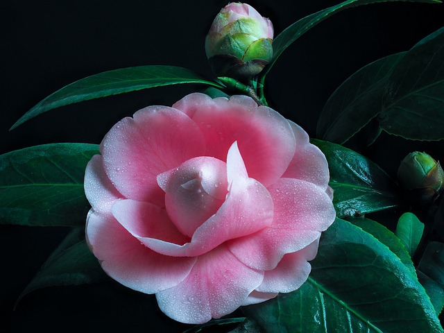 玫瑰花茶露粉红色