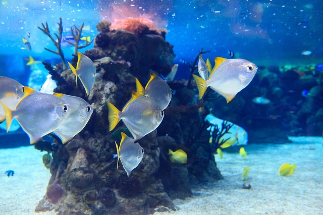 动物水族馆蓝珊瑚