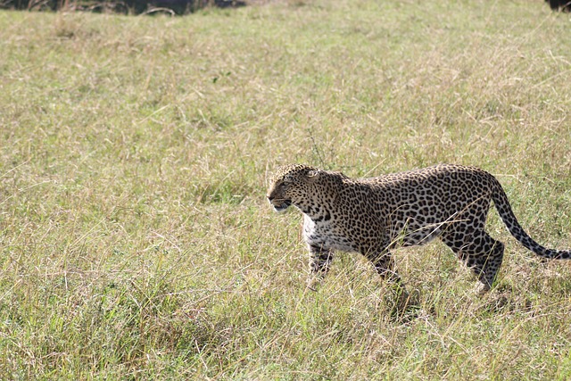 豹类野生猫科动物