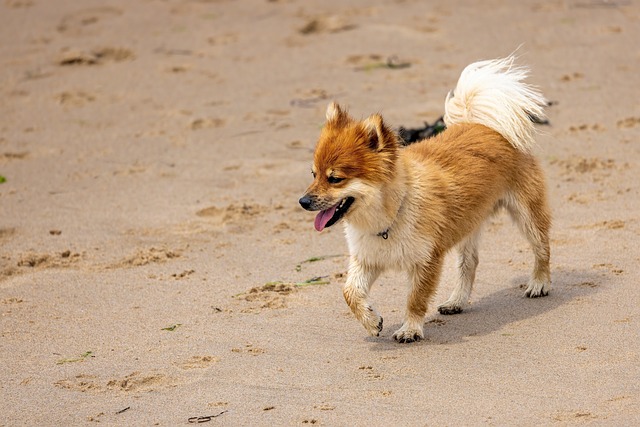 冰岛牧羊犬海滩宠物