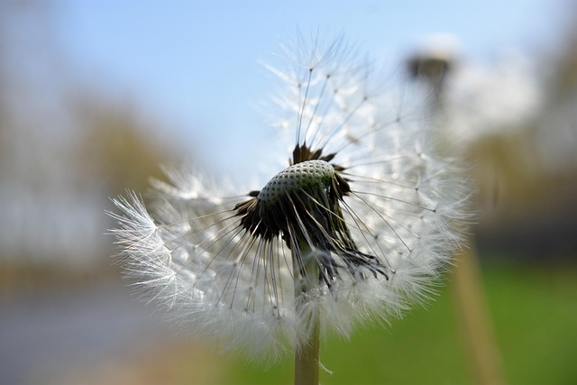 蒲公英蒲公英种子野花
