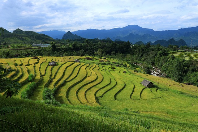 越南稻田景观