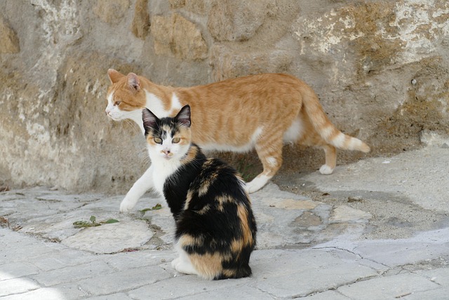 猫宠物哺乳动物动物二人组