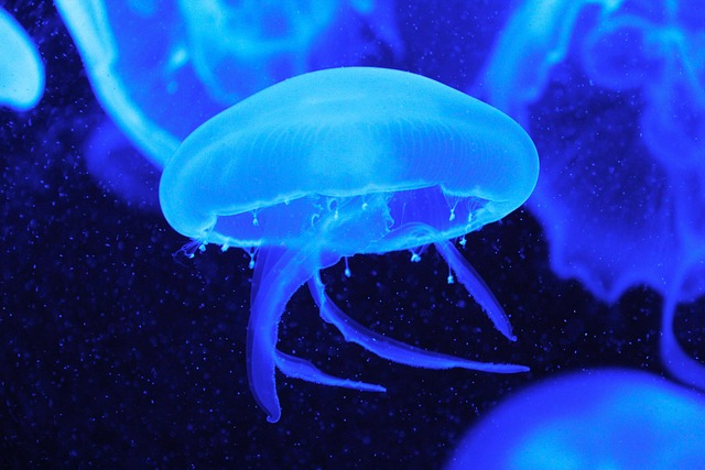 水母鱼蓝色水族馆