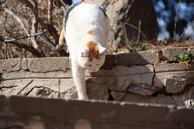 猫宠物动物家猫